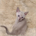 Savannah male kitten snow DOB 5-3-21