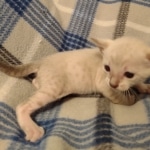 Savannah male kitten snow DOB 5-3-21