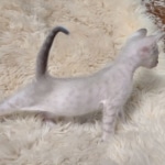 Savannah male kitten snow DOB 5-3-21