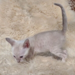 Savannah male kitten snow DOB 5-3-21