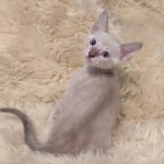 Savannah male kitten snow DOB 5-3-21