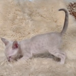 Savannah male kitten snow DOB 5-3-21