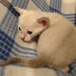 Savannah male kitten snow DOB 5-3-21