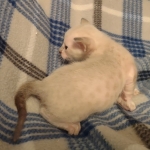 Savannah male kitten snow DOB 5-3-21