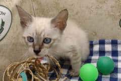 Cario Atlas Savannah F-6SBT Snow Male #1 DOB 7-1-23