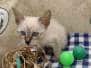 Cario Atlas Savannah F-6SBT Snow Male #1 DOB 7-1-23
