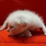 Savannah Snow male F-6SBT