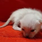 Savannah Snow male F-6SBT