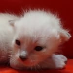 Savannah Snow male F-6SBT