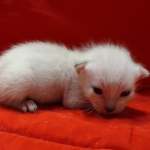 Savannah Snow male F-6SBT