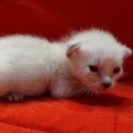 Savannah Snow male F-6SBT