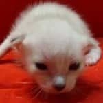 Savannah Snow male F-6SBT