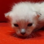 Savannah Snow male F-6SBT