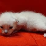 Savannah Snow male F-6SBT