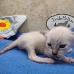 snow savannah Male kitten