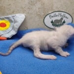 snow savannah Male kitten