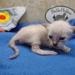 snow savannah Male kitten