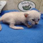 snow savannah Male kitten
