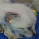 snow savannah Male kitten