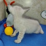 snow savannah Male kitten