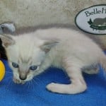 snow savannah Male kitten