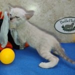 snow savannah Male kitten