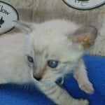 snow savannah Male kitten