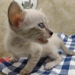 snow savannah Male kitten