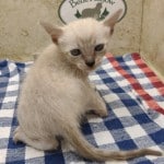 snow savannah Male kitten