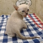 snow savannah Male kitten