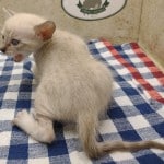 snow savannah Male kitten