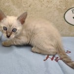 savannah-cario-