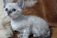 Kratos Savannah F-6SBT Snow Male #1 DOB 10-15-22