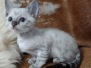 Kratos Savannah F-6SBT Snow Male #1 DOB 10-15-22