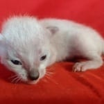 Savannah F-6SBT snow male DOB 10-15-22