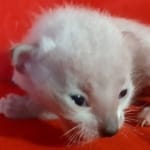 Savannah F-6SBT snow male DOB 10-15-22