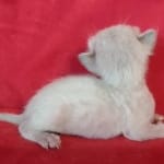 Savannah F-6SBT snow male DOB 10-15-22