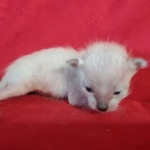 Savannah F-6SBT snow male DOB 10-15-22