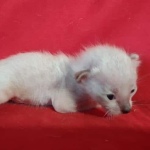 Savannah F-6SBT snow male DOB 10-15-22