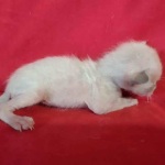 Savannah F-6SBT snow male DOB 10-15-22