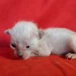 Savannah F-6SBT snow male DOB 10-15-22