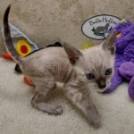 Savannah F-6SBT snow male DOB 10-15-22