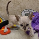 Savannah F-6SBT snow male DOB 10-15-22