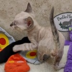 Savannah F-6SBT snow male DOB 10-15-22