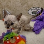 Savannah F-6SBT snow male DOB 10-15-22