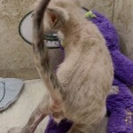 Savannah F-6SBT snow male DOB 10-15-22