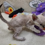 Savannah F-6SBT snow male DOB 10-15-22