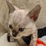 Savannah F-6SBT snow male DOB 10-15-22