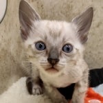 Savannah F-6SBT snow male DOB 10-15-22