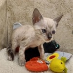 Savannah F-6SBT snow male DOB 10-15-22